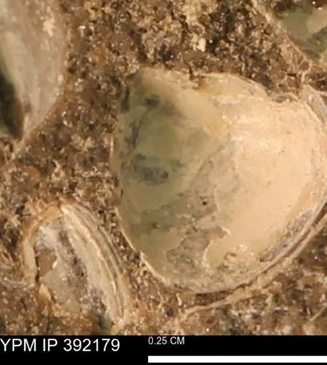 Protocardia sp.