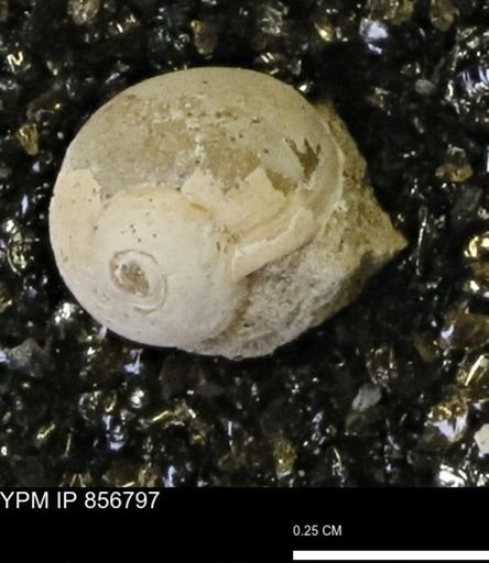 Euspira sp.