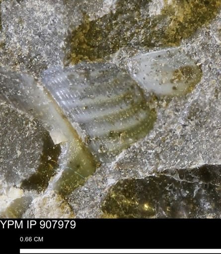 Drepanochilus sp.