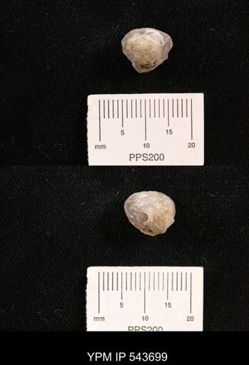 Protocardia sp.