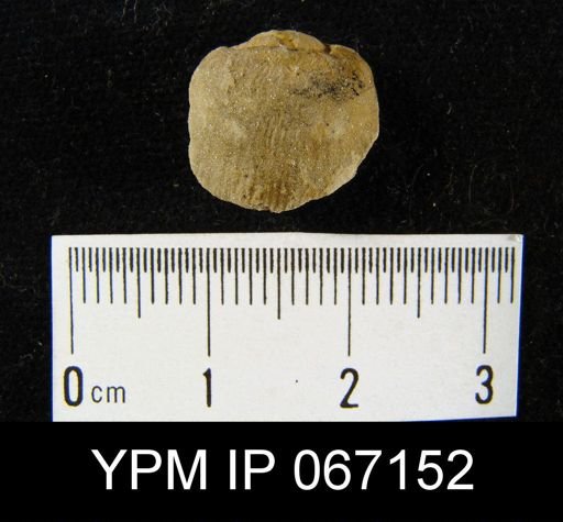 Stropheodonta arcuata
