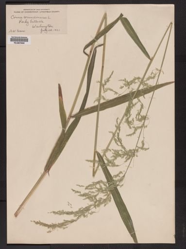 Cinna arundinacea