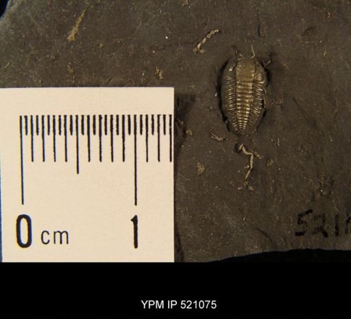 Triarthrus sp.