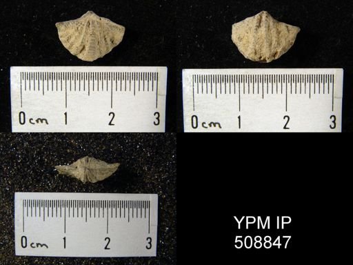 Delthyris sulcata