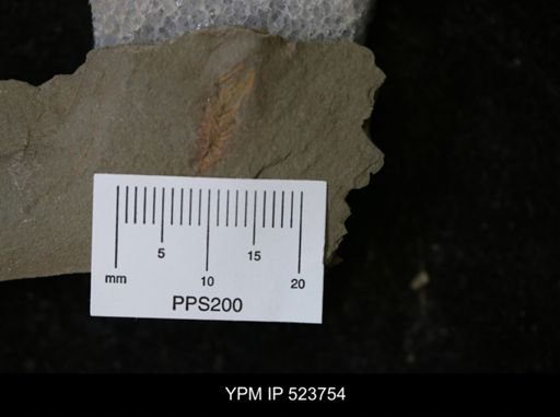 undet. Echinodermata