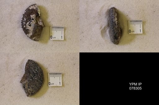 Hoploscaphites comprimus