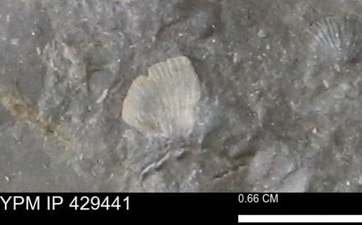 Devonochonetes scitulus