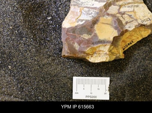 undet. Bivalvia