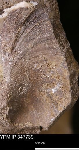 undet. Bivalvia