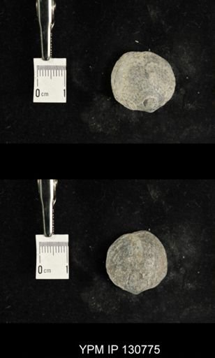 Spinatrypa spinosa