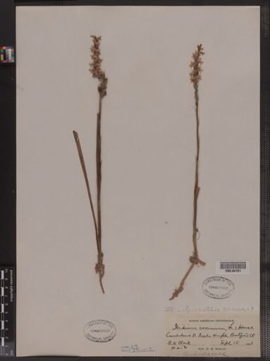 Spiranthes cernua