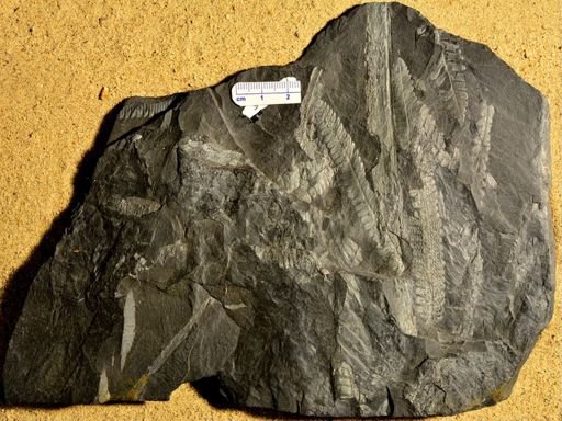 Pecopteris sp.