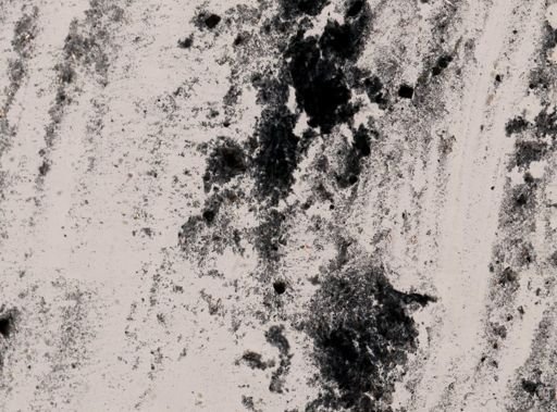 Entamoeba coli