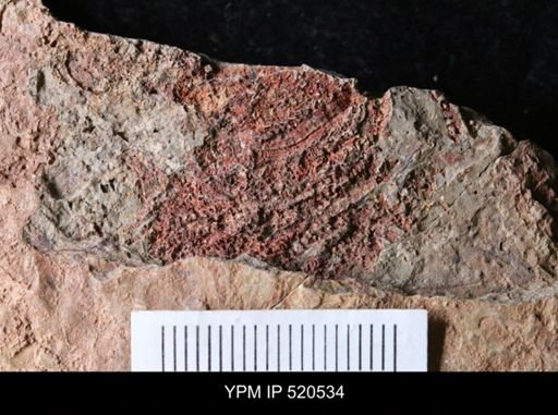 undet. Echinodermata