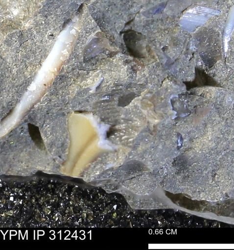 undet. Mollusca
