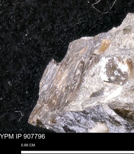 undet. Mollusca