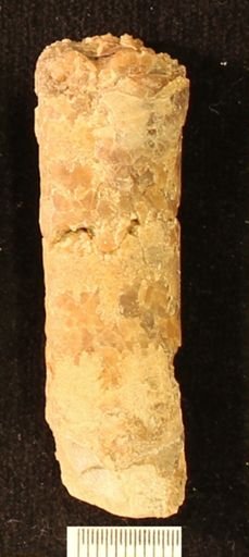 Baculites