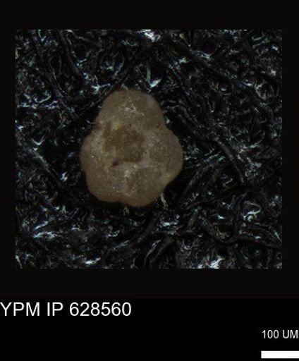 undet. Foraminiferida