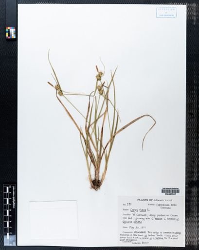 Carex flava