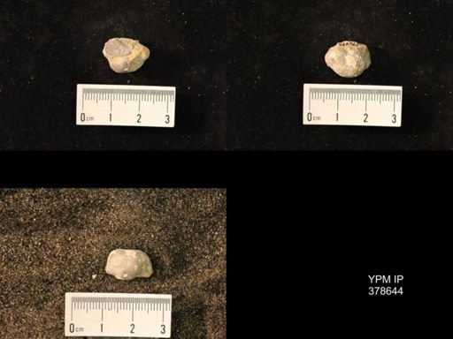 Marginifera wabashensis