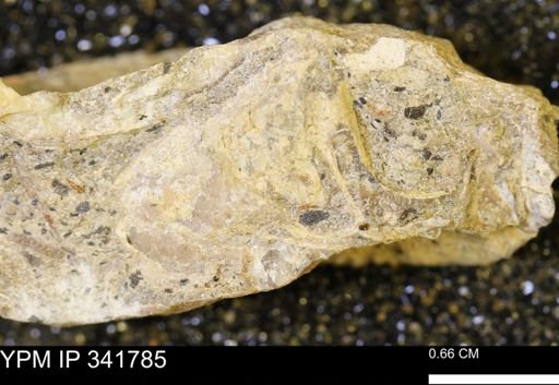 Scaphites?