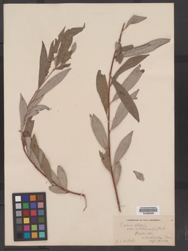 Salix babylonica