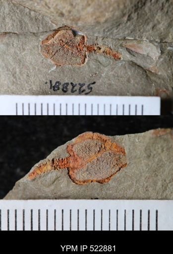 Phyllocystis?