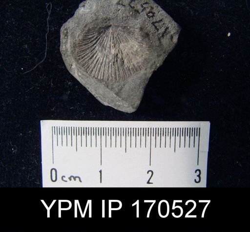 undet. Brachiopoda