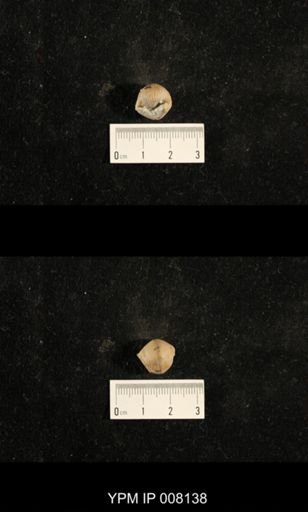 Euphemites carbonarius