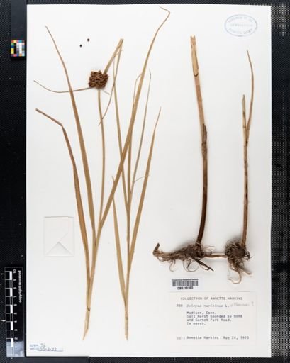 Scirpus maritimus