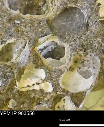 Corbulamella?