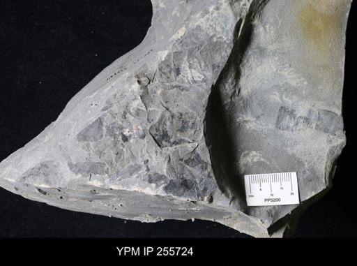 Eurypterida