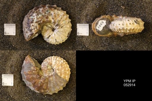 Discoscaphites gulosus