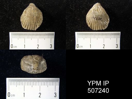 Rhynchonella sp.