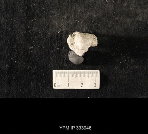 Echinoconchus biseriatus