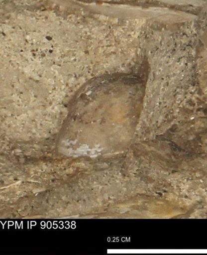 undet. Bivalvia