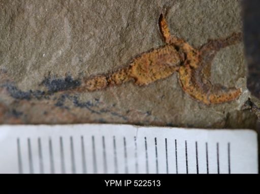 Phyllocystis sp.