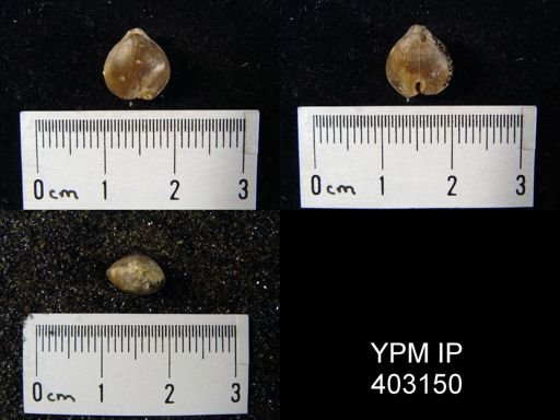 Composita trinuclea