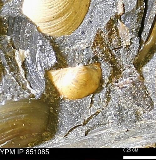 Limopsis striatopunctatus