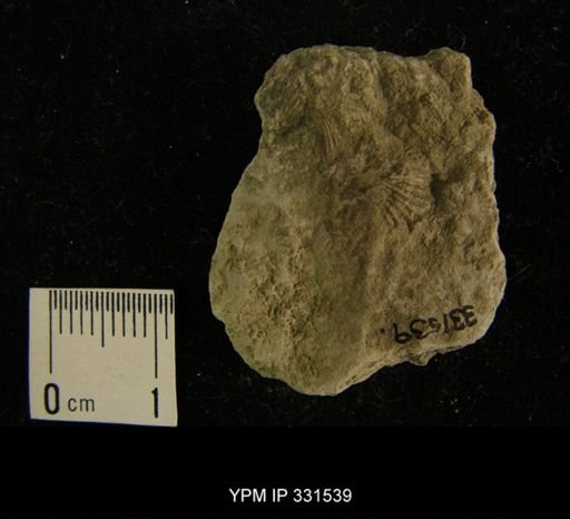 undet. Orthida