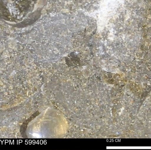 Protocardia subquadrata