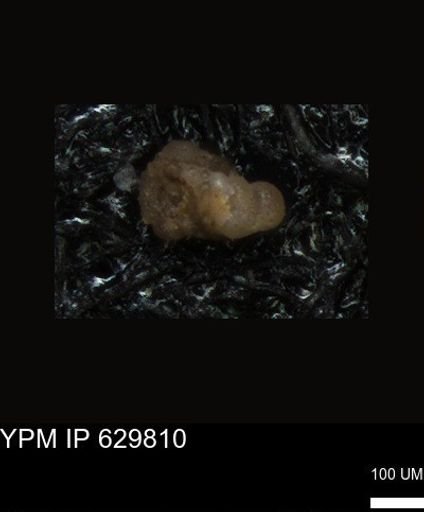 undet. Foraminiferida