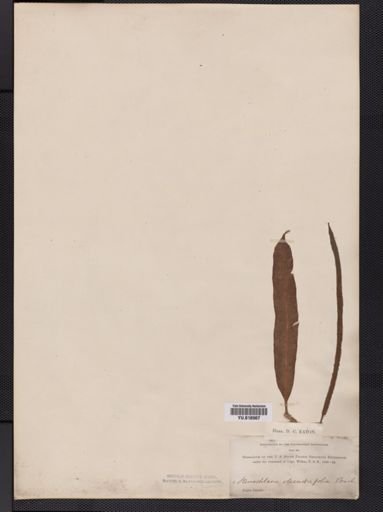 Lomariopsis
