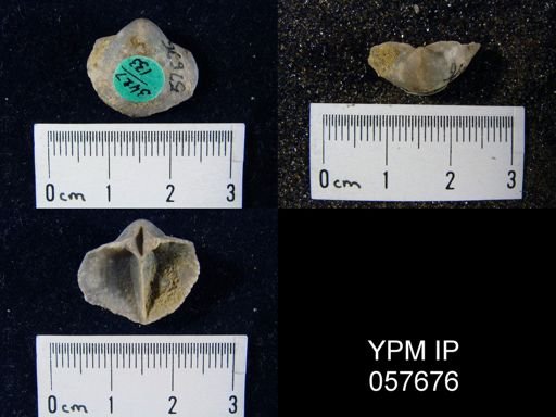 Gypidula multicostata