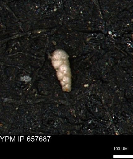 Verneuilinoides kansasensis