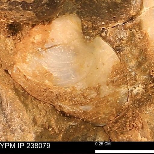 Protocardia subquadrata