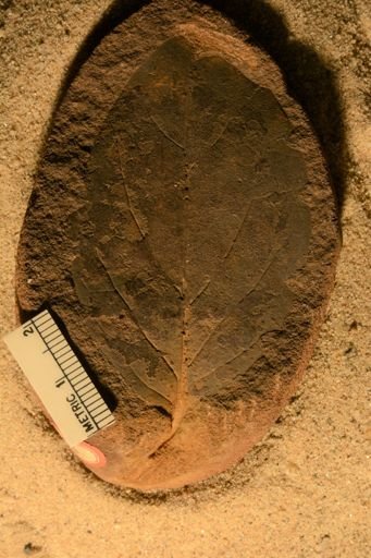 Ficus inaequalis