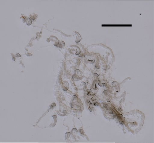 Sulculeolaria quadrivalvis