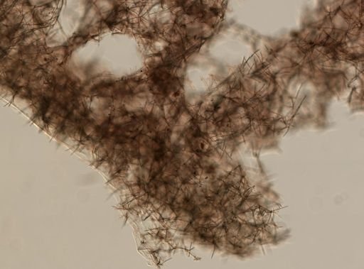 Haliclona cinerea?