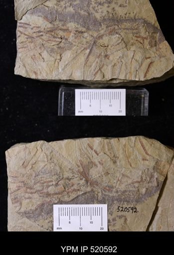 undet. Graptolithina